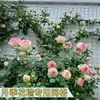 Malla de Alambre para Trepar Rosas, Malla para Pared de Flores Trepadoras, Malla de Hierro para Jardinería Recubierta de Plástico, Celosía para Flores de Patio