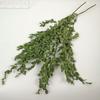 Ins Decoración al por Mayor Algodón Nomeolvides Natural Espigas de Trigo Ramo de Flores Secas Muebles para el Hogar Accesorios de Fotografía Frescos Pequeños