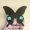 Venta Directa al Por Mayor de Fábrica de Especímenes Reales de Mariposas con Alas Extendidas, Diversos Insectos y Escarabajos, Accesorios para Fotos, Educación Científica, Especímenes Naturales