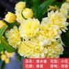 Plántulas de rosa, enredaderas trepadoras, plantas de floración de cuatro estaciones, enredadera, rosa, flor en maceta, flor extra grande, exterior, balcón, plantas verdes