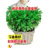 Menta en Maceta Comestible Plántulas Grandes Repelente de Mosquitos de Interior Plantas Verdes Romero Plantas Herbáceas de Cuatro Estaciones Hojas de Menta Gatuna de Limón
