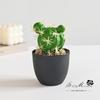 Maceta de Plástico con Flor Falsa, Suculenta Artificial Cactus Tropical Bonsái, Pequeños Adornos Creativos, Suministro Directo de Fábrica de Plantas Verdes