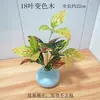 3 Piezas de Hierba del Dinero con Hojas de Moneda de Cobre, Plantas Verdes Pequeñas en Maceta para Decoración de Escritorio
