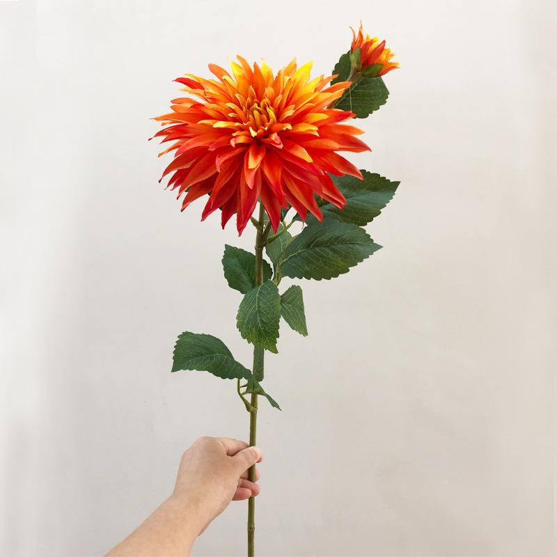 爱尔兰大理花橙色