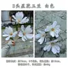 Nuevo producto transfronterizo: Flores de Magnolia Artificiales, Magnolia Estrella de 3 Cabezas, Decoración Morada para Pasillo de Boda, Decoración del Hogar Flores Artificiales al por Mayor