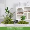 Musgo Sintético Decoración Suave para Interiores Conjunto de Micro Paisaje Combinación Exhibición en Ventana Pasillo Musgo Artificial Plantas Verdes Arreglo de Paisajismo Decoración