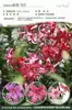 Bulbos de Lírio de Outono de Floração Dupla, Mudas de Flores de Floração Simples, Lírios Perfumados Comprados Diretamente da Holanda, Canhão de Ferro, Plantas de Vaso para Iniciantes do Pátio Karie
