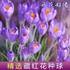 Cultivo de Bulbos de AzafránGuía para Principiantes para Cultivar Bulbos de Flor de Azafrán, Semillas de Flores, Plantas en Maceta, Riego, Plantas Perennes