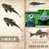 Pez Limpiador de Acuario Peces Vigilantes Peces Tropicales de Agua Dulce Agua Fría Comiendo Excrementos Basura Heces Limpieza Algas Heng Ming