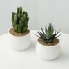 Cactus Premium para Interiores Pequeño Cactus en Maceta Planta Suculenta Wanzhongshan Oficina Escritorio Planta Verde Fácil de Mantener