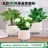 Las plantas en maceta son fáciles de cuidar en las salas de estar interiores.; plantas verdes hidropónicas, bonsáis creativos, plantas de la suerte, plantas pequeñas en maceta y árboles de la fortuna son todas excelentes opciones