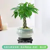 Árvore do Dinheiro Hidropônica Pequena Planta em Vaso Verde para Mesa de Escritório Sala de Estar Prosperidade Bonsai Fácil de Cuidar o Ano Todo Árvore do Dinheiro