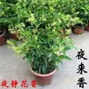 Muda de Árvore de Tuberosa em Vaso Jiulixiang Tuberosa Planta Verde Flores Plantas Repelente de Mosquitos Interno Planta com Sementes Floresce no Mesmo Ano