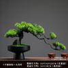 Paisaje de plantas verdes biónicas, micropaisaje de musgo, planta de helecho, bonsái, decoración para sala de estar interior, nueva decoración de estilo chino