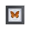 Marco de Vidrio Moderno Sencillo para Espécimenes de Mariposa Sala de Estar Regalo Pintura Decorativa Marco de Espécimen