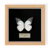 Porta-Retrato Fotográfico com Espécime de Borboleta Comemorativa, um Presente Premium para Aniversários e Feriados, Feito de Madeira Maciça com Design Selado, Ornamento de Arte de Luxo Leve de Alta Qualidade