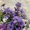 Venta al por mayor de fábrica planta de simulación hierba de primavera violeta flor de seda ramo flores artificiales planta decorativa verde pared valla arreglo floral