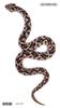 Nuevos stickers de tatuajes oscuros impermeables simulación 3D patrón de serpiente modernos geniales hombres y niñas stickers de tatuajes de flores para el brazo transfronterizos en stock