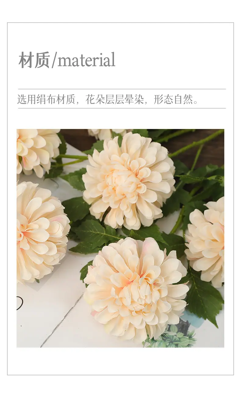 蒂娜单头美人菊_02.jpg