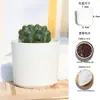 Mesa de Escritório Estilo INS Planta em Vaso Planta em Vaso Imortal Muitas Flores Suculenta Pequena Planta em Vaso Planta Verde