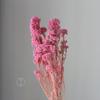 Flores de Mijo Conservadas Blancas, Flores de Mijo Secas, Venta al por Mayor desde Fabricante, Materiales para Uñas Hechas a Mano DIY