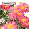 Venta al por mayor de fábrica Semillas de piretro, Flores de hierba, Semillas de flor de crisantemo, Semillas de flores para macetas en casa, Semillas de flores fáciles de cultivar, Semillas de flores