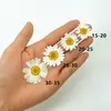 Espécimes de Plantas Margarida Crisântemo de Cristal Branco Natural, Flores Secas Reais, Flores Prensadas, Suporte de Fonte Direta para Vendas Transfronteiriças, Poderoso Atacado de Fábrica
