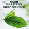 Hojas de Paisajismo para Acuario para Descansar y Dormir, Plantas Acuáticas Artificiales para Betta, Lecho de Puesta, Hoja de Loto, Escondite de Descanso para Betta