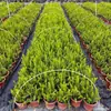 Horta estufa de mudas haste de fibra de vidro agrícola estufa de vegetais estufa pequena arqueada haste de suporte haste de suporte sólida haste de arco