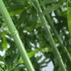 Decoración de Partición de Hotel de Bambú Simulado Personalizada Plantas Verdes Similadas para Interiores y Exteriores Plantas en Maceta Bonsái Bambú Moso Falso Artificial