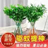 Plantas Hidropónicas de Ciprés de Bambú Repelente de Mosquitos Plantas Verdes de Cultivo en Agua para Interiores Plantas con Flores en Maceta Oficina Toda la Temporada Sala de Estar Ciprés de Bambú Ciprés de Bambú Plántulas de Ciprés de Bambú