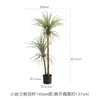 Cacto Cacto Em Vaso Plantas Verdes Falsas Tropicais Paisagismo de Deserto Plantas Verdes Falsas Enfeites Decorativos de Cacto