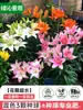 Bulbos de Lirio Huang Tianba con Capullos, Recién Desenterrados, Perenne, Florece en Múltiples Estaciones, Fragante, Adecuado para Jardín y Balcón, Plantas con Flores y Vegetación