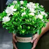 Planta Flor de Gardenia em Vaso Interna com Botões Varanda Hidropônica Planta Verde Muda Grande Fácil de Cultivar Jasmim o Ano Todo