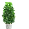 Árvore Bico de Pato de Grande Porte Que Atrai Riqueza de Todas as Direções, Planta de Vaso para Sala de Estar Interna Fácil de Cuidar, Sempre Verde o Ano Todo, em Formato de Torre