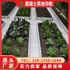 Placa de Canaleta para Vegetais de Cimento Pomar Escolar Horta Canaleta Quadrada de Cimento Placa de Cimento Produto Acabado Fabricante Grande Quantidade em Estoque Guangzhou