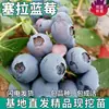 Mudas de Fruta Mirtilo Sierra para Plantio no Quintal, Plantas em Vasos para Varanda, Mudas para Plantio no Norte e Sul com Sacos de Terra