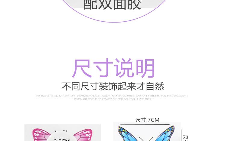 发光蝴蝶_08