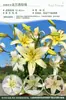 Bulbos de Lírio de Outono de Floração Dupla, Mudas de Flores de Floração Simples, Lírios Perfumados Comprados Diretamente da Holanda, Canhão de Ferro, Plantas de Vaso para Iniciantes do Pátio Karie