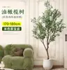 Planta de olivo en maceta para sala de estar interior, esquejes reales, planta grande en maceta, fácil de cuidar, adecuada para inauguración de casa y mudanza