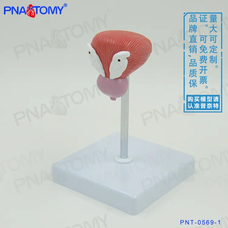 小膀胱01