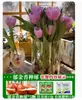 Venta al por mayor de 5 bulbos de tulipán en stock, florecen en todas las estaciones, fáciles de cuidar, adecuados para cultivo hidropónico, de pétalos dobles, para cultivo en tierra o maceta en el balcón
