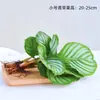 Plantas hidropônicas fáceis de cultivar em ambientes internos Calathea Maçã Verde planta verde planta em vaso adequada para todas as estações sala de estar escritório mesa folhas grandes tolerante à sombra