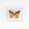 Adorno de mariposa real, alas de mariposa real, regalo de cumpleaños creativo para estudiantes, caja transparente