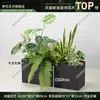 Caja de flores decoración flores y plantas arreglo floral producto terminado adorno de planta verde venta de restaurante oficina mampara canaleta de flores paisajismo biónico
