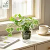 Musgo de Hera Nevado Bola de Musgo Hidropônica Planta Verde Folhagem Planta de Folha Verde Trepadeira Planta Verde em Vaso