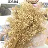 Pacote de Material DIY Flor Eterna 1g Gradiente Cabeça Grande Mosquitinho Estrela Milionária Buquê de Flores Secas Flor Eterna Flor Real