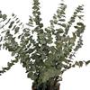 Venta Caliente de Amazon 17 Pies Ramas de Eucalipto Seco Planta para Ducha Lavanda Moneda de Cobre Eucalipto Flores Secas Hojas de Eucalipto Inmortales