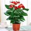 Las plantas hidropónicas de anturio y palma blanca en maceta son fáciles de cultivar, las plantas con flores son fáciles de cultivar en interiores y las plantas verdes son afortunadas y florecen en todas las estaciones.
