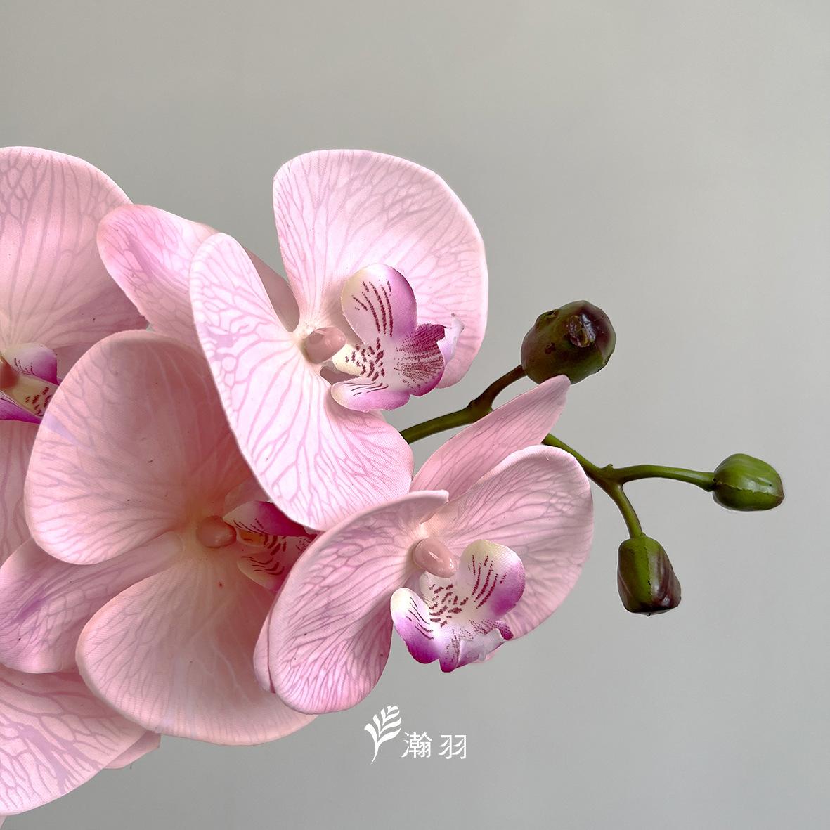 7头手感蝴蝶兰：玫紫，长88cm，花体30cm (4)